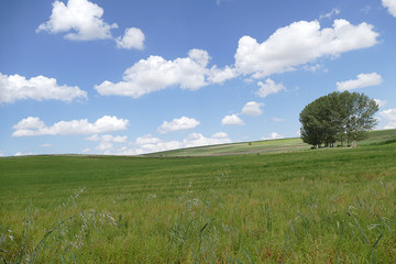 ripening lentil plant, harvesting lentils, ripe green lentils in the field,