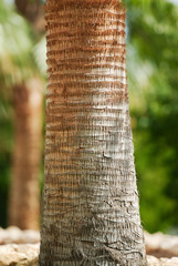 Closeup photo of palm tree bark