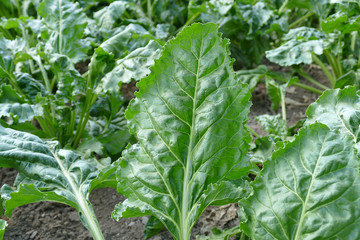 close-up sugar beet leaf, natural sugar beet plant,