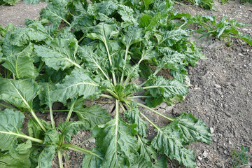 close-up sugar beet leaf, natural sugar beet plant,