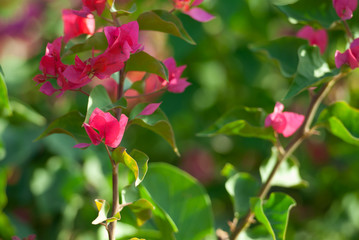 Beautiful red bougainvillea