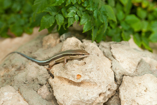 Little lisard over stone background