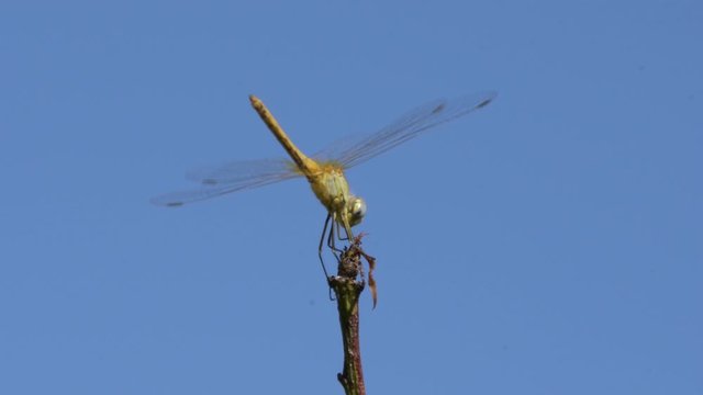 La libellula 