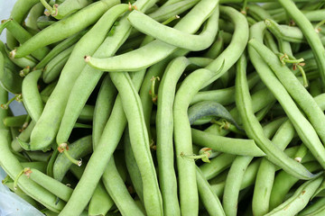 freshly picked fresh beans, american atlantis beans,