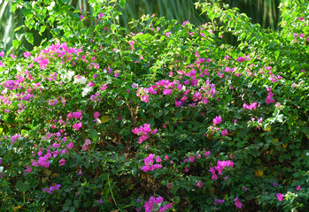 bougainvillea flowers background