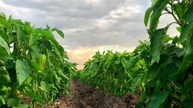 Rows / plantation of young pepper on a farm on a sunny day. Growing organic vegetables. Eco-friendly products. Agriculture land and farming. Agro business. Ukraine, Kherson region. Selective focus
