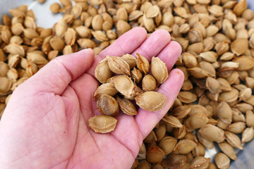 apricot kernels, medicine apricot kernels, apricot kernels for making pills and drugs,