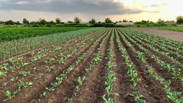 Plantation of young peppers, leek and cabbage on a farm on a sunny day. Growing organic vegetables. Eco-friendly products. Agriculture land and agro business. Ukraine. Selective focus