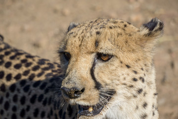 Gepard aus Namibia