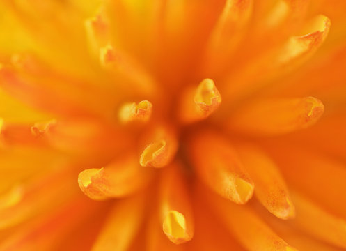 Close-up photo of orange flower