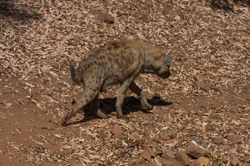 Hyena sniffing in the sand of the mountain, next to rocks and in a natural background. Plants around the animal, hot habitat. Hyena looking for food. Wild, carnivorous.