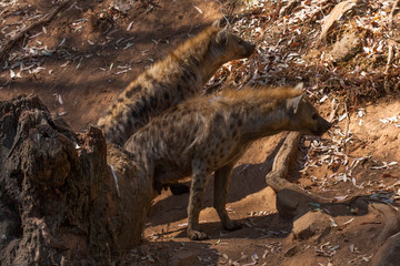 Hyenas in herd standing in the sand of the mountain, next to rocks and in a natural background. Plants around the animal, hot habitat. Hyena looking for food. Wild, carnivorous.