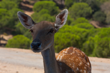 Fototapeta premium Springbok body photographed up close, on a green natural background. Light brown animal, big eyes. They are mammals and herbivores. Animals and nature.