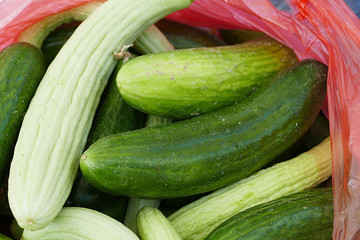 fresh and organic gherkin, white gherkin, The type of gherkin cucumbers to make pickles,
