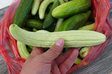 fresh and organic gherkin, white gherkin, The type of gherkin cucumbers to make pickles,