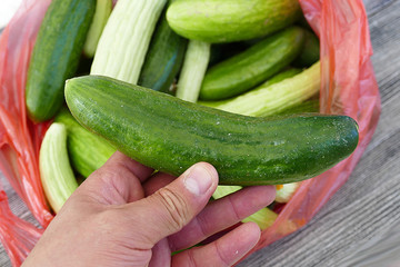 fresh and organic gherkin, white gherkin, The type of gherkin cucumbers to make pickles,
