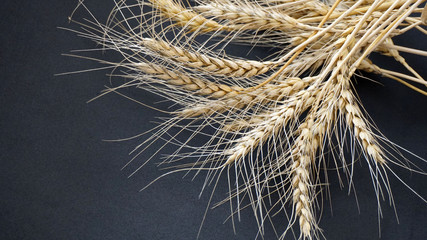 ears of dried wheat with straw, wheat ears with stalk