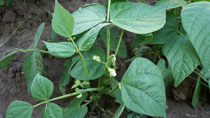 fresh green beans planted in the garden,  fertile bean american atlantis genus bean flower,