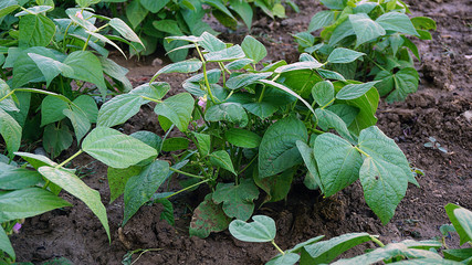 fresh green beans planted in the garden,  fertile bean american atlantis genus bean flower,