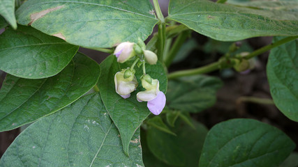 fresh green beans planted in the garden,  fertile bean american atlantis genus bean flower,