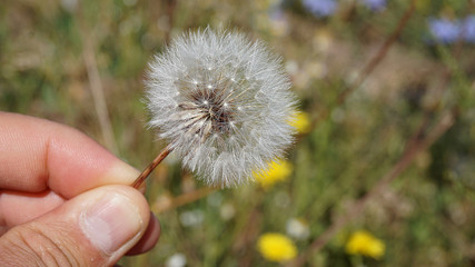 dandelion in hand