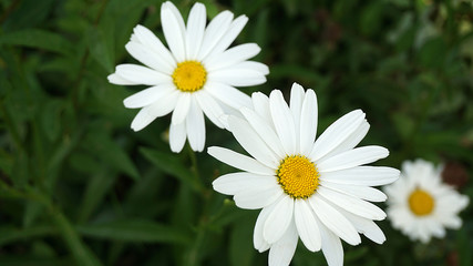 Obraz premium daisy flower, natural daisies in pasture, close-up daisy flower,