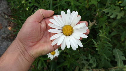 daisy flower, natural daisies in pasture, close-up daisy flower,