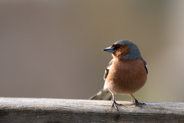 robin on branch