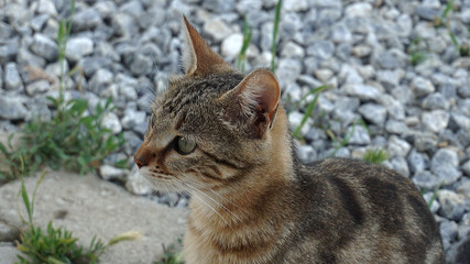 outdoor brown-black cat, cute cat, cat eye, close-up cat head,