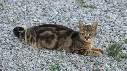 Naklejka na ściany i meble outdoor brown-black cat, cute cat, cat eye, close-up cat head,