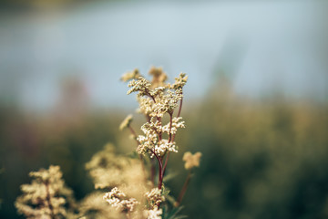 wild flowers in the field
