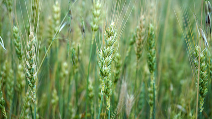 beginning of ripening ears of wheat, field of wheat