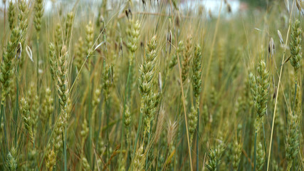 beginning of ripening ears of wheat, field of wheat