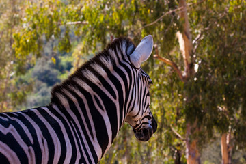 Zebra in herd, in the mountains, next to rocks and in a natural background. Plants around animals, hot habitat. Zebra related to the pack. Nature, animals