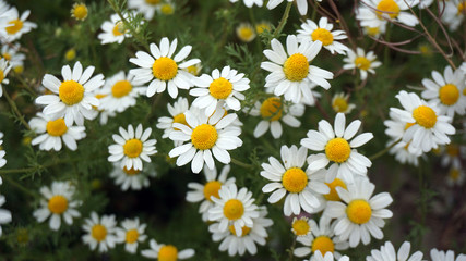 Herbal chamomile, naturally grown in chamomile field,