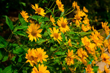 Yellow sunny flowers. Heliopsis