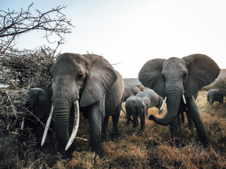 Mother and baby elephants
