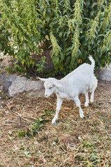 Obraz premium Little cute white kid on a farm