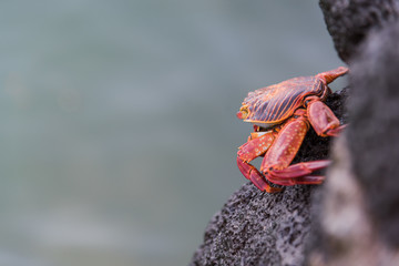 Red Rock Crab on Santa Cruz, Galapagos Islands, Ecuador, South America.