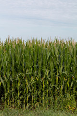 Midwest Corn Field