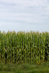 Obraz premium Midwest Corn Field