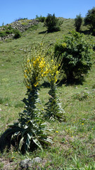 Verbascum thapsus, medicinal plant Verbascum thapsus,