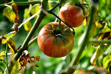 Ripening tomatoes in the garden on a summer morning.