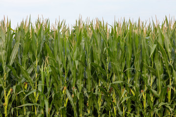 Midwest Corn Field