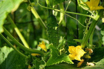 Ripening cucumbers in the garden on a summer day.