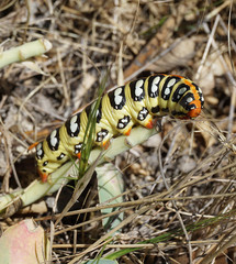 a natural caterpillar beetle, a very colorful and sweet caterpillar,