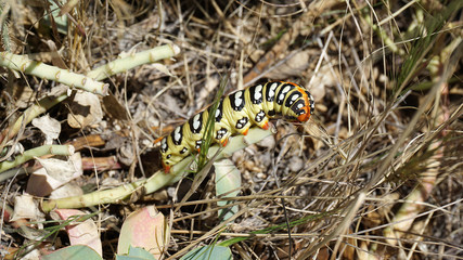a natural caterpillar beetle, a very colorful and sweet caterpillar,