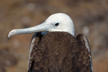 A juvenile fregate bird on North Seymour, Galapagos Islands, Ecuador, South America.
