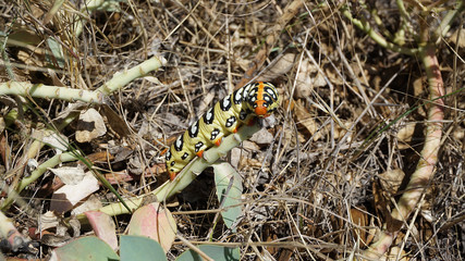 a natural caterpillar beetle, a very colorful and sweet caterpillar,