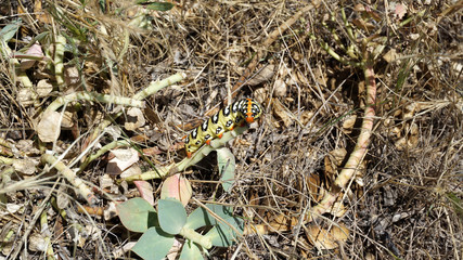 a natural caterpillar beetle, a very colorful and sweet caterpillar,